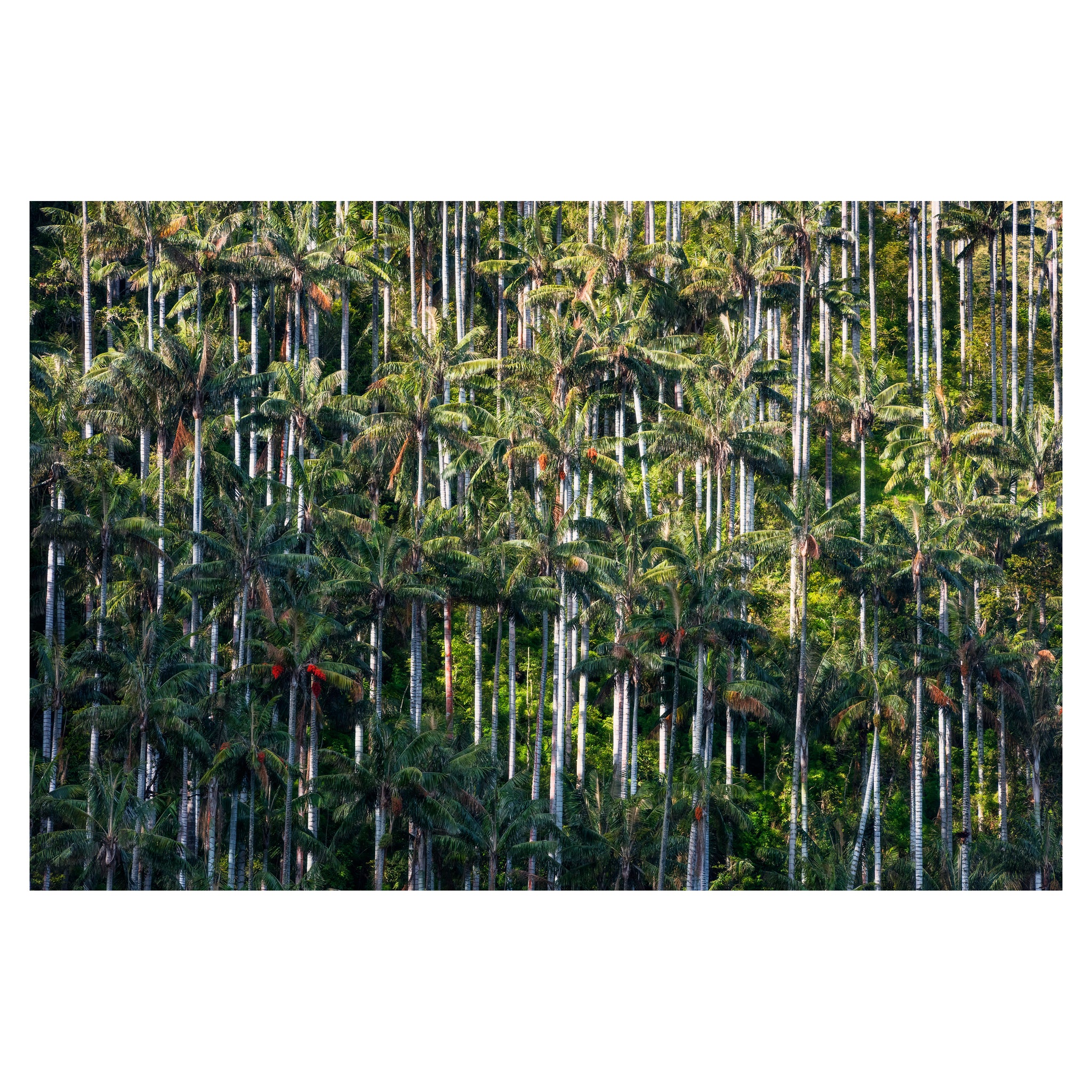 "Colombia: Into the Wild" Limited Edition Giclée AP